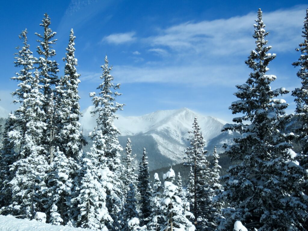 Snowy trees and mountains